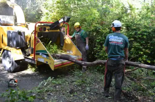 tree services Gasquet